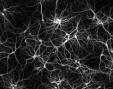 neuronas.jpg