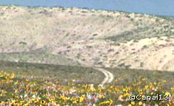 t13_desierto_flor_1_l.jpg